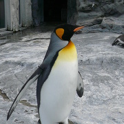 旭山動物園のペンギン 旭山動物園のペンギン