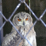 夜行性のふくろう 夜行性のふくろう