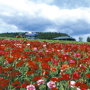 ポピーのお花畑(フラワーランドかみふらの) ポピーのお花畑(フラワーランドかみふらの)