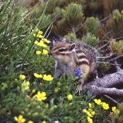高山植物とエゾシマリス 高山植物とエゾシマリス