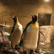 夜の旭山動物園のペンギン 夜の旭山動物園のペンギン