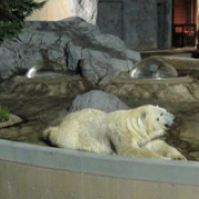 夜の旭山動物園のシロクマ 夜の旭山動物園のシロクマ