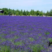 ファーム富田のラベンダー畑