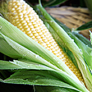 トウモロコシ狩り