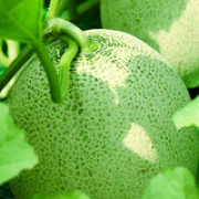 ふらのメロン ふらのメロン