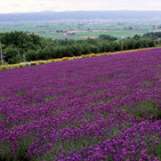 富良野のラベンダー 富良野のラベンダー