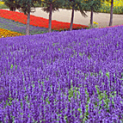 ファーム富田のラベンダー