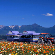 ポピーのお花畑（フラワーランドかみふらの）
