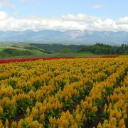 美瑛の四季彩の丘の風景 美瑛の四季彩の丘の風景