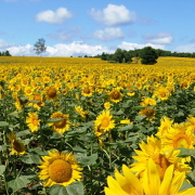 北竜町のひまわり畑 北竜町のひまわり畑
