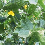 季節の野菜を収穫しよう! 季節の野菜を収穫しよう!