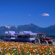 ポピーのお花畑（フラワーランドかみふらの）