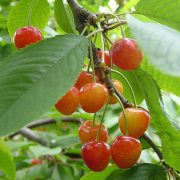 さくらんぼ(イメージ) さくらんぼ(イメージ)