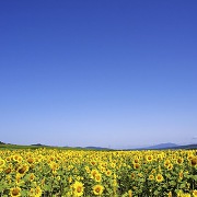 北竜町のひまわり畑(写真提供:北竜町ポータル) 北竜町のひまわり畑(写真提供:北竜町ポータル)