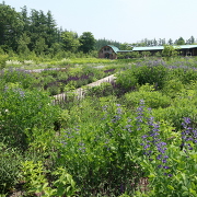十勝千年の森(イメージ) 十勝千年の森(イメージ)
