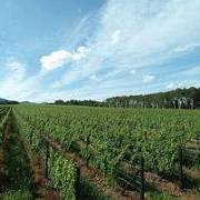 鶴沼ワイナリー(イメージ) 鶴沼ワイナリー(イメージ)