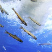 山の水族館 山の水族館