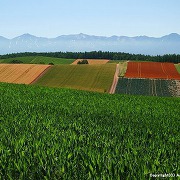 美瑛の丘の風景 美瑛の丘の風景