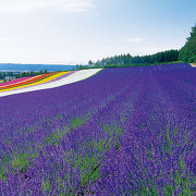 夏の花畑（画像提供：ファーム富田）