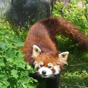 旭山動物園のレッサーパンダ