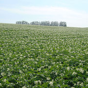 美瑛の丘に咲くジャガイモの花 美瑛の丘に咲くジャガイモの花