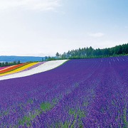 ラベンダーのお花畑（写真提供ファーム富田）