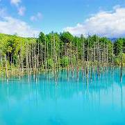 美瑛の青い池 美瑛の青い池