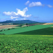 美瑛のパッチワークの路 美瑛のパッチワークの路