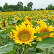 北竜町のひまわり畑（写真提供：北竜町ポータル）