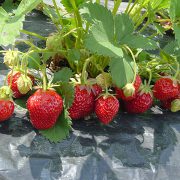 いちご狩り(イメージ) いちご狩り(イメージ)