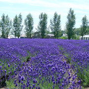 ファーム富田のラベンダー畑 ファーム富田のラベンダー畑