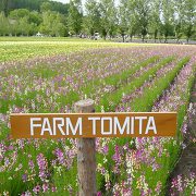 お花畑(ファーム富田) お花畑(ファーム富田)