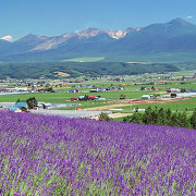 ファーム富田からの夏景色（写真提供：ファーム富田）