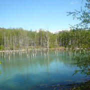 美瑛の青い池 美瑛の青い池