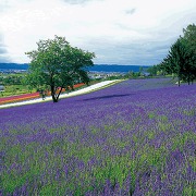 夏のラベンダー畑(写真提供:ファーム富田) 夏のラベンダー畑(写真提供:ファーム富田)