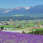 ファーム富田からの夏景色（写真提供：ファーム富田）