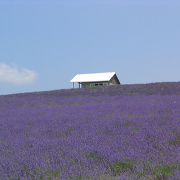 かんのファームのラベンダー かんのファームのラベンダー