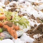 倶知安 雪野菜掘り