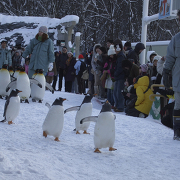 旭山動物園のペンギンの散歩