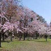 有珠善光寺の桜