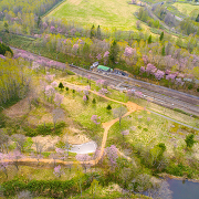 塩狩峠の桜