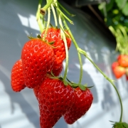 いちご狩り いちご狩り