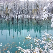 冬の青い池