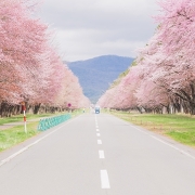静内二十間道路の桜並木 静内二十間道路の桜並木