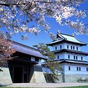 松前公園の桜