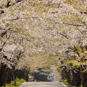 松前藩戸切陣屋跡の桜