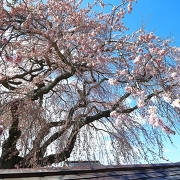 北杜市法亀寺のしだれ桜