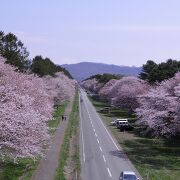 静内二十間道路の桜並木