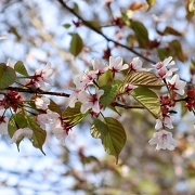 静内二十間道路の桜