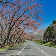 戸田記念墓地公園の桜